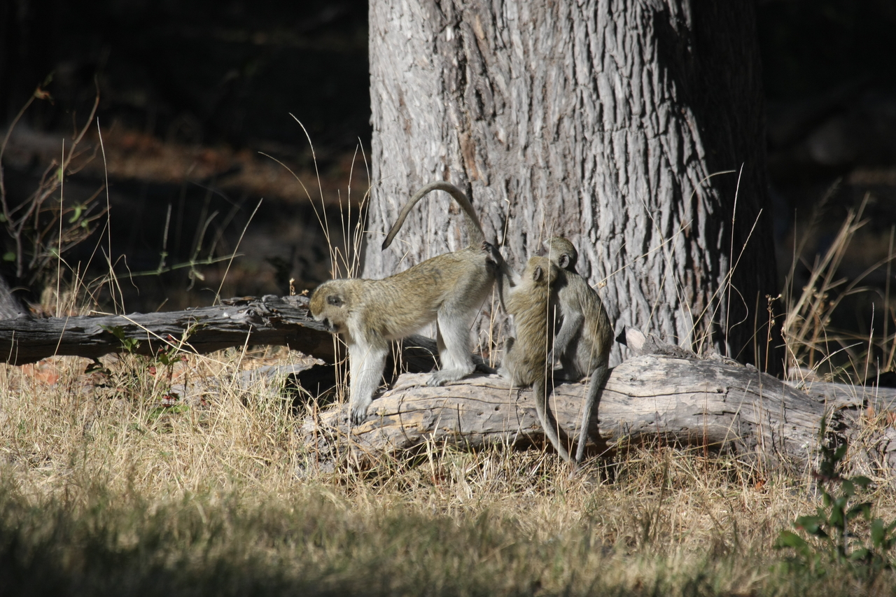 [21039] 2016_06_29_03_13_27_Africa_Canon_EOS_40D_IMG__00094.jpg