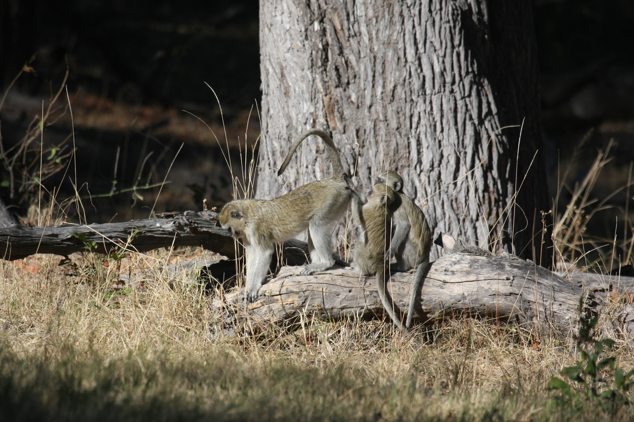 [21041] 2016_06_29_03_13_27_Africa_Canon_EOS_40D_IMG__03335.jpg