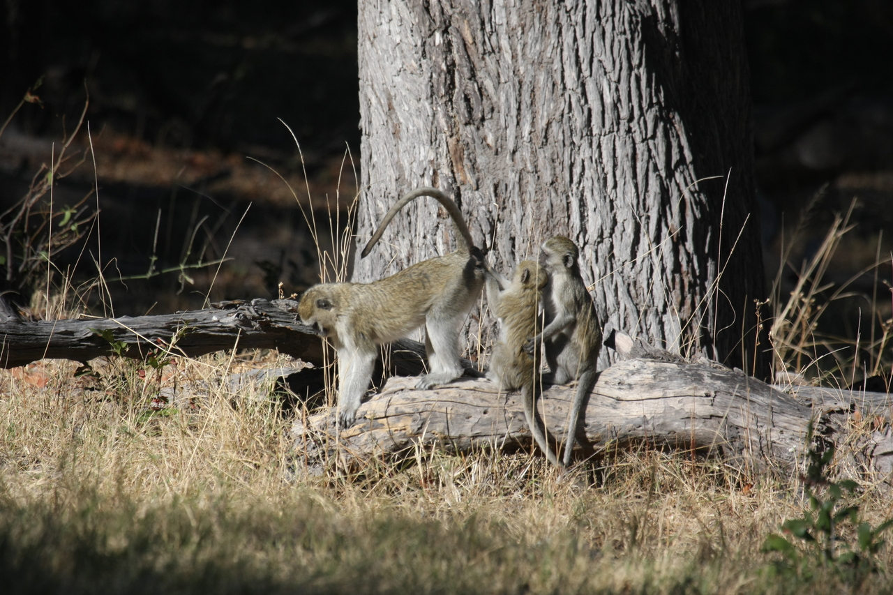 [21046] 2016_06_29_03_13_27_Africa_Canon_EOS_40D_IMG__10784.jpg