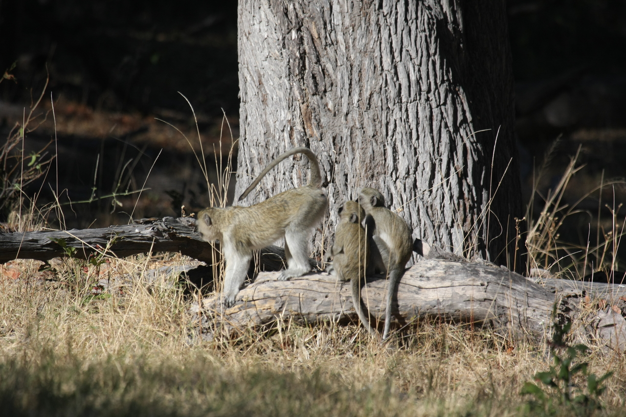 [21054] 2016_06_29_03_13_33_Africa_Canon_EOS_40D_IMG__10786.jpg