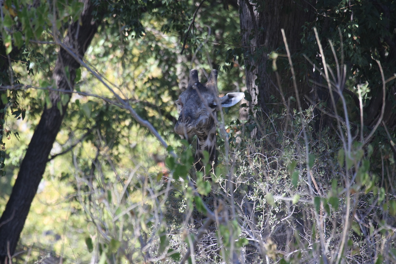 [21071] 2016_06_29_03_14_20_Africa_Canon_EOS_40D_IMG__00105.jpg