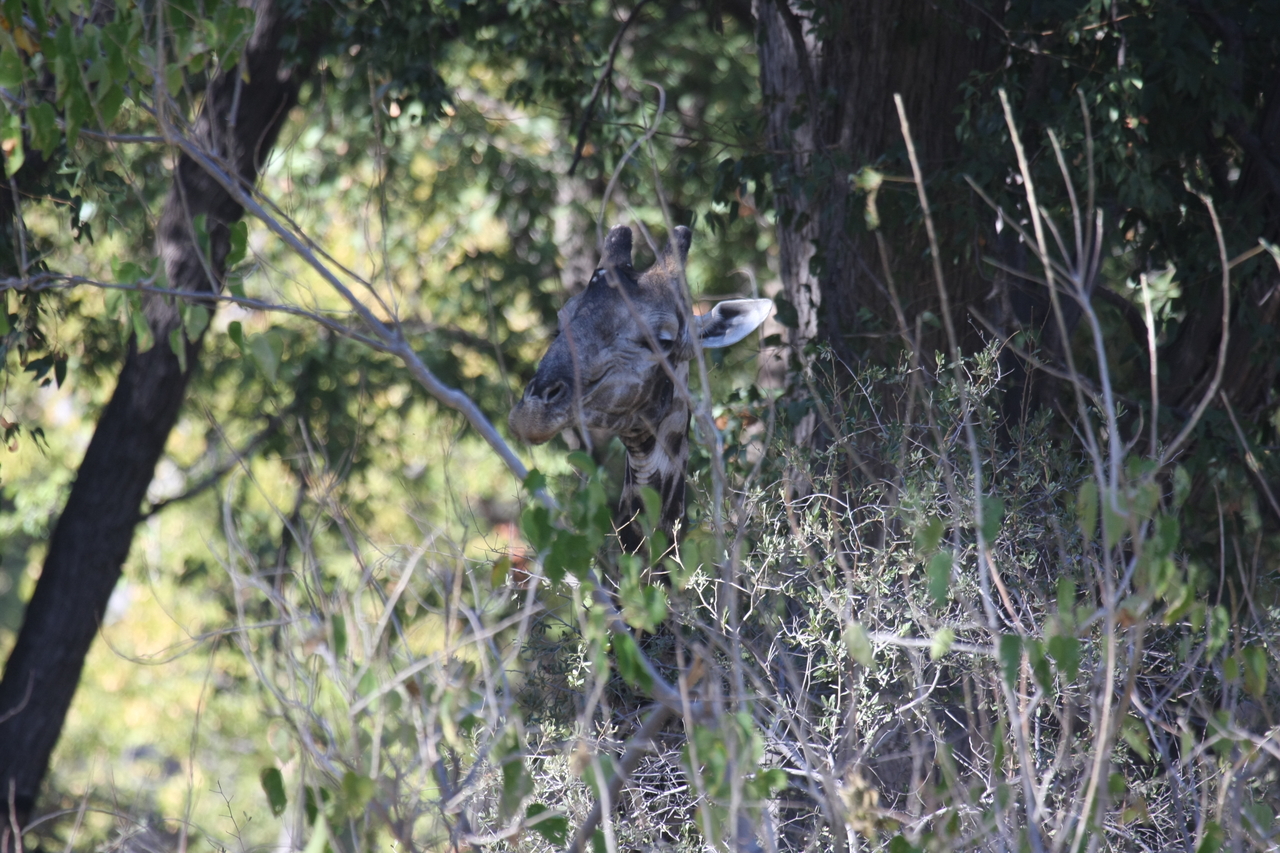 [21078] 2016_06_29_03_14_20_Africa_Canon_EOS_40D_IMG__10795.jpg