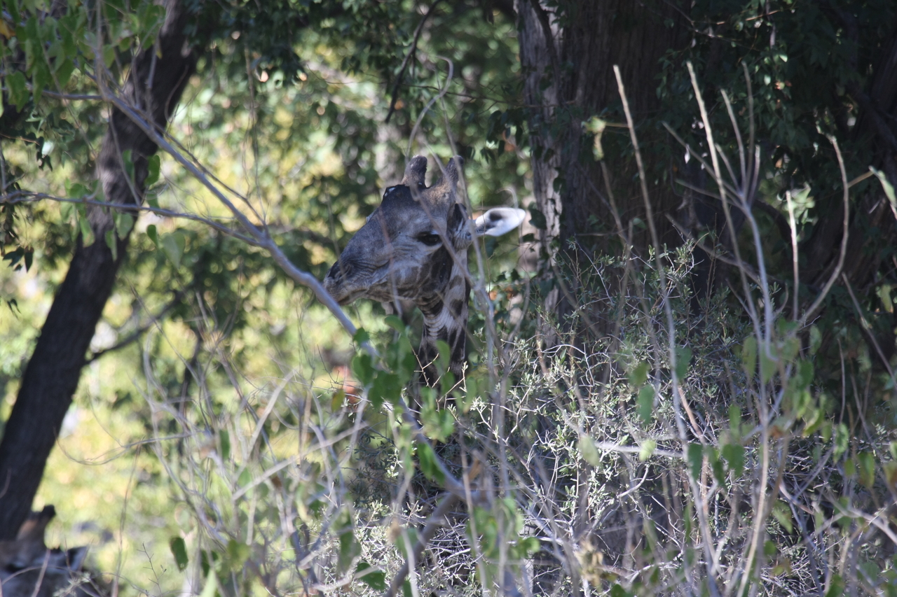 [21080] 2016_06_29_03_14_21_Africa_Canon_EOS_40D_IMG__00108.jpg