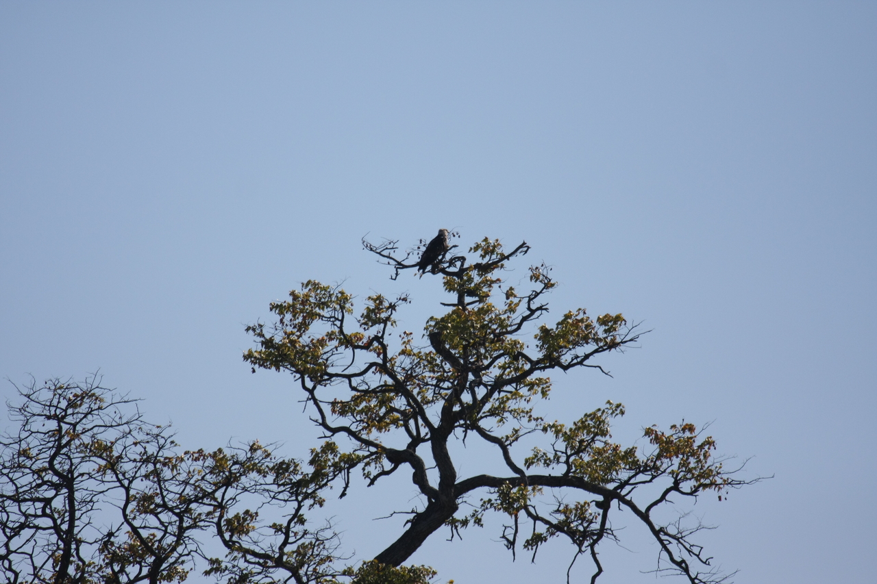 [21085] 2016_06_29_03_31_42_Africa_Canon_EOS_40D_IMG__10798.jpg