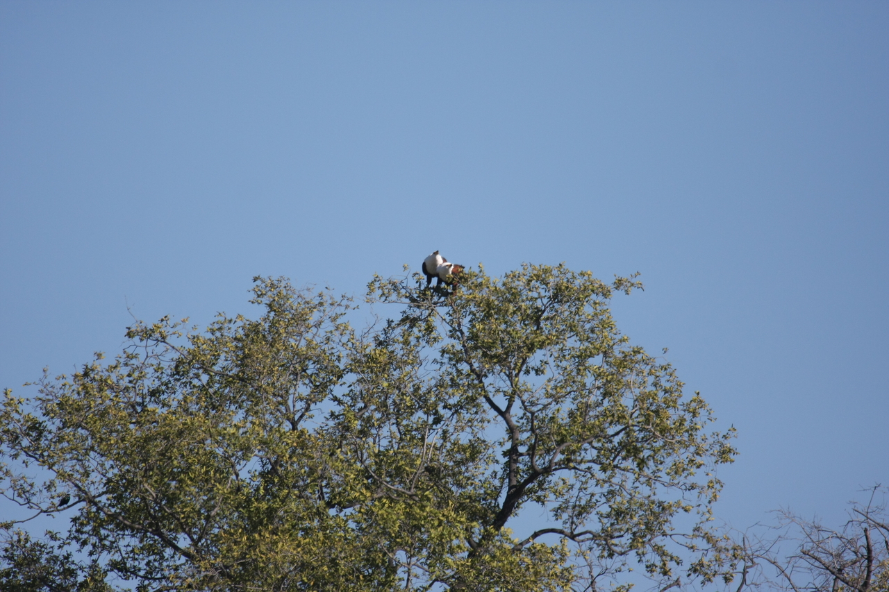 [21090] 2016_06_29_03_34_22_Africa_Canon_EOS_40D_IMG__03353.jpg