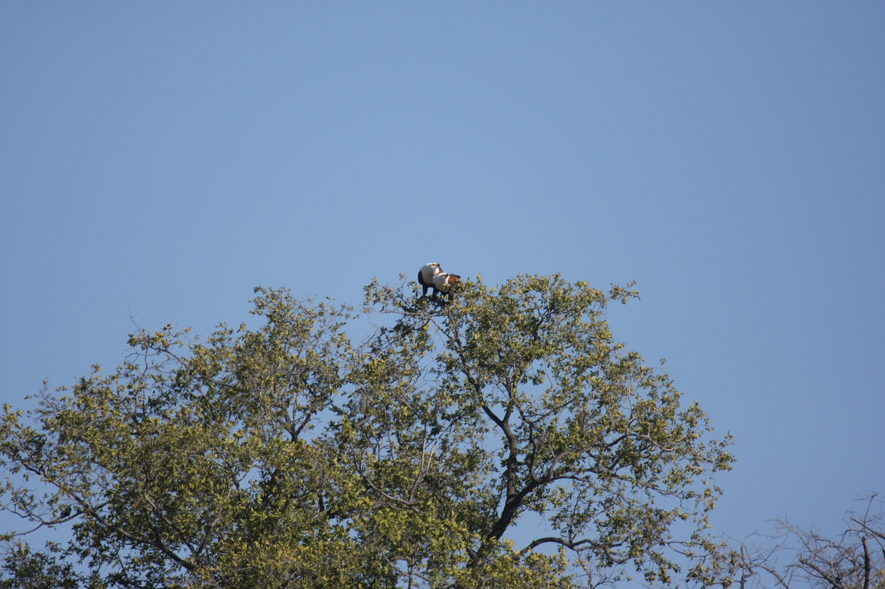 [21091] 2016_06_29_03_34_22_Africa_Canon_EOS_40D_IMG__03354.jpg
