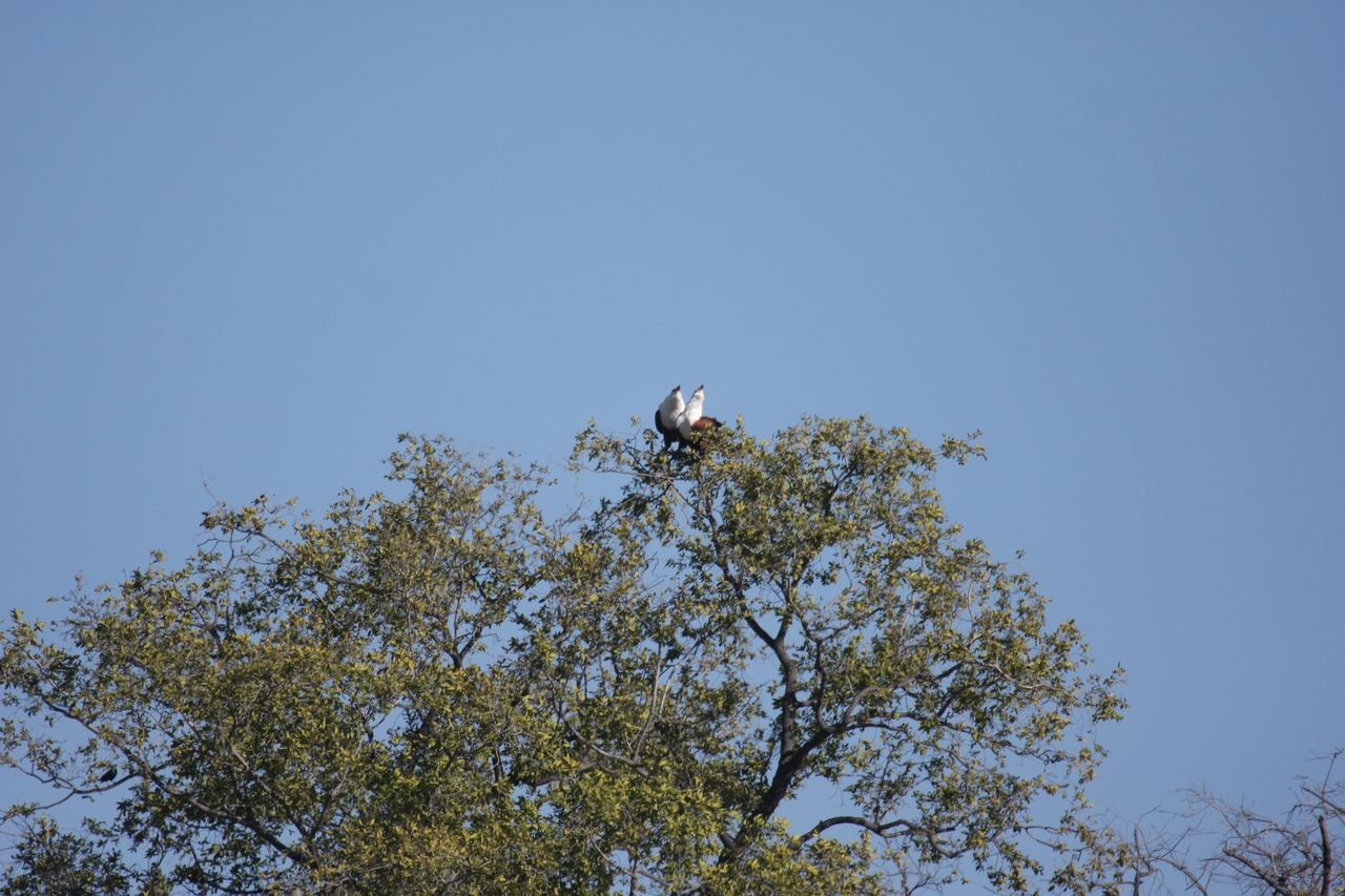 [21092] 2016_06_29_03_34_22_Africa_Canon_EOS_40D_IMG__10799.jpg