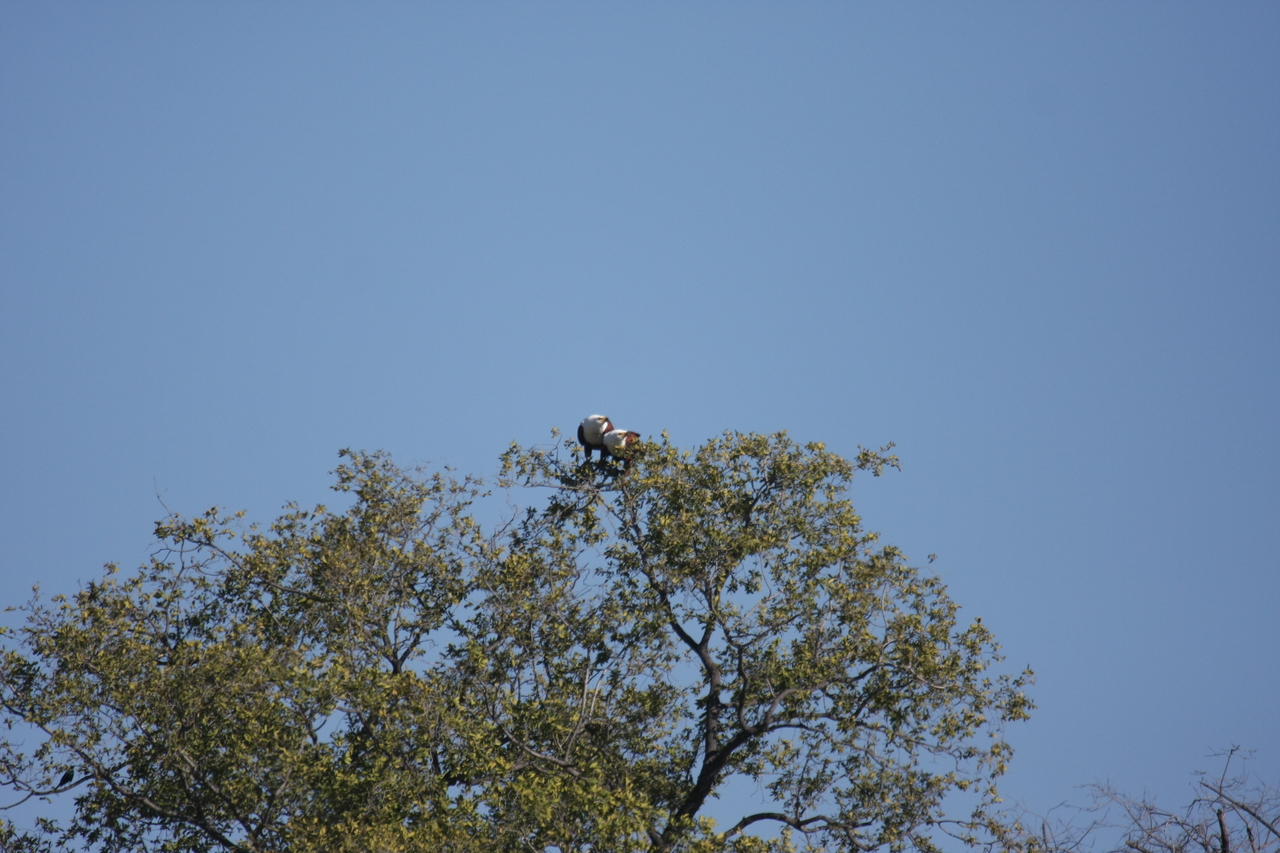 [21100] 2016_06_29_03_34_23_Africa_Canon_EOS_40D_IMG__03359.jpg