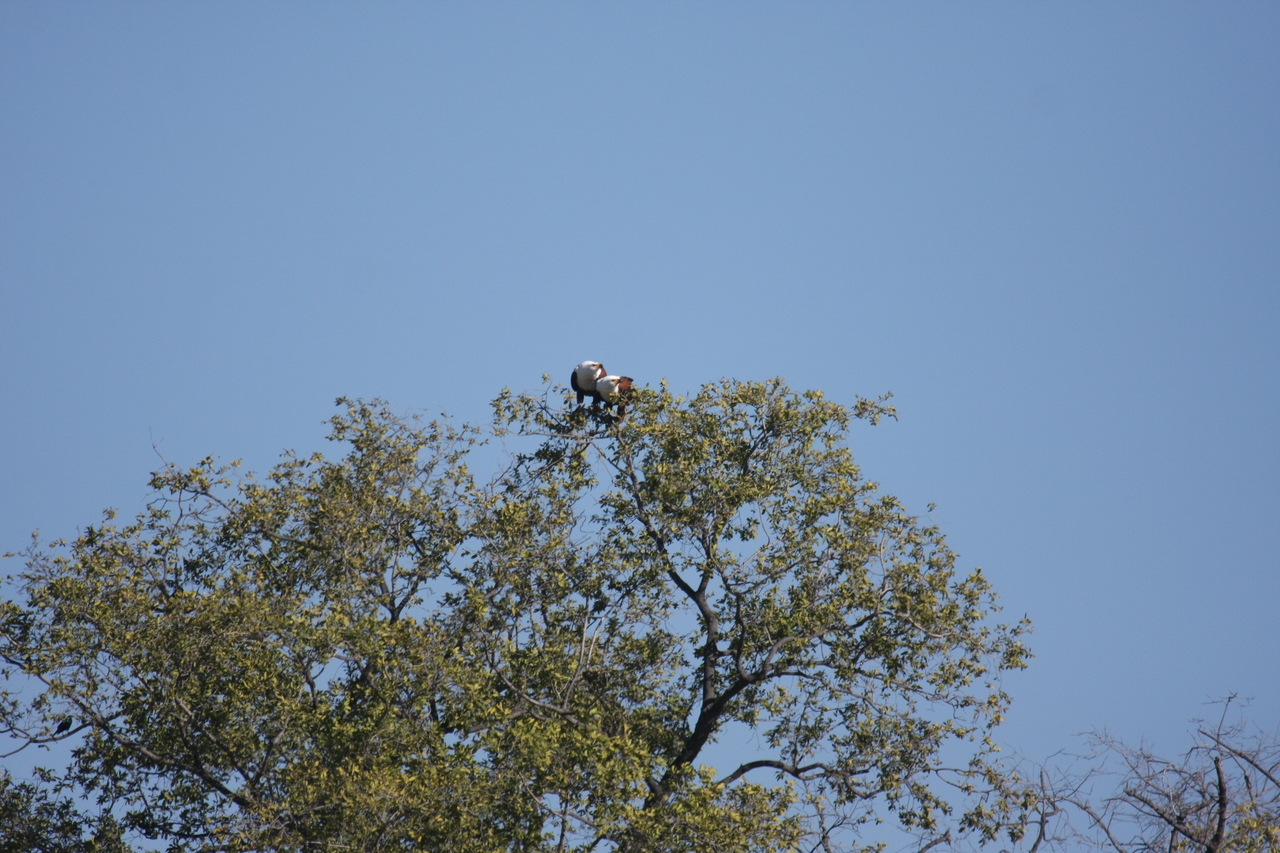 [21102] 2016_06_29_03_34_23_Africa_Canon_EOS_40D_IMG__10805.jpg