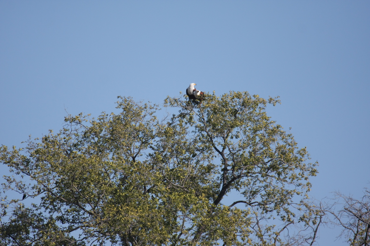 [21104] 2016_06_29_03_34_30_Africa_Canon_EOS_40D_IMG__00118.jpg