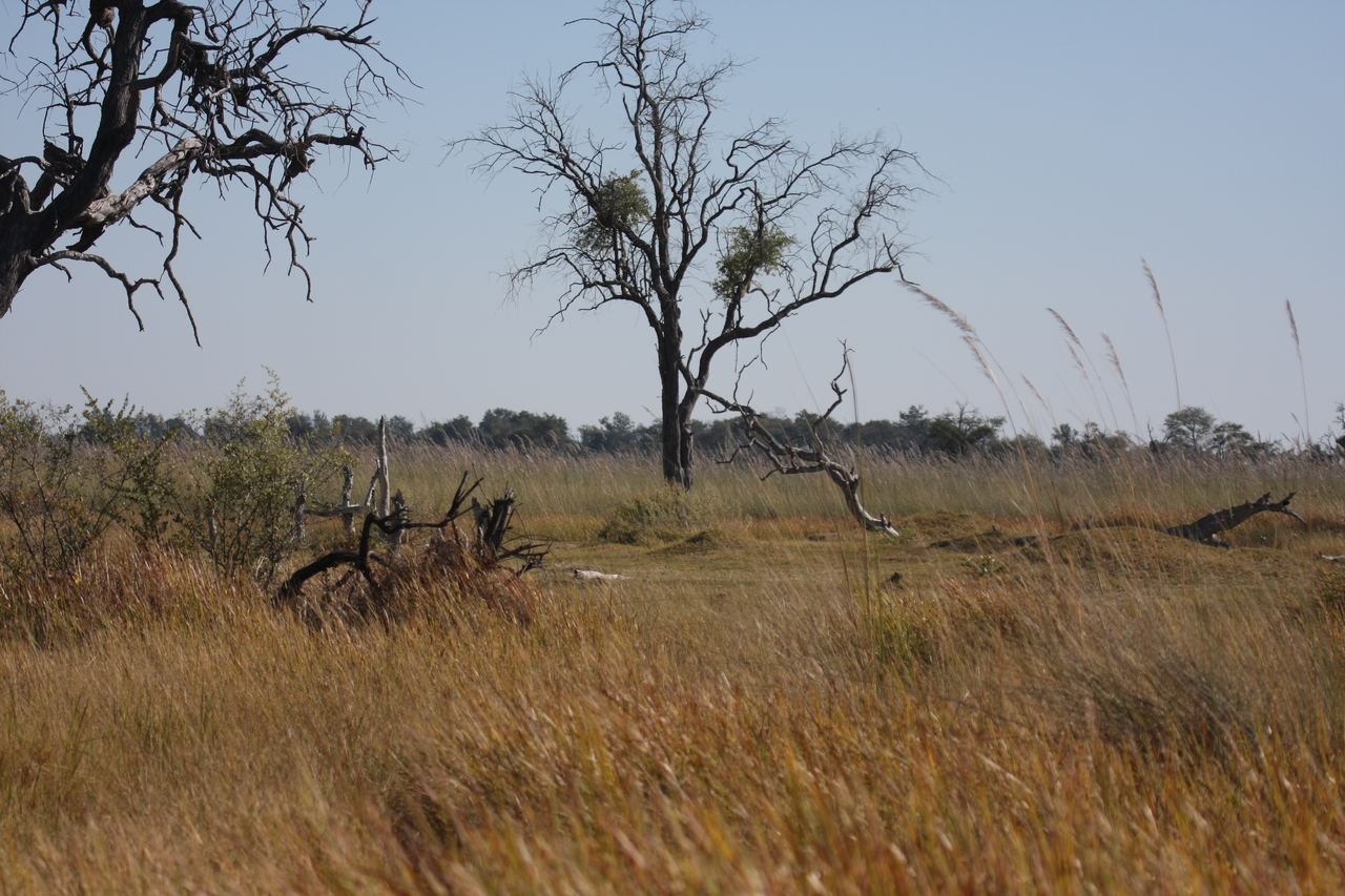 [21173] 2016_06_29_03_54_20_Africa_Canon_EOS_40D_IMG__00143.jpg