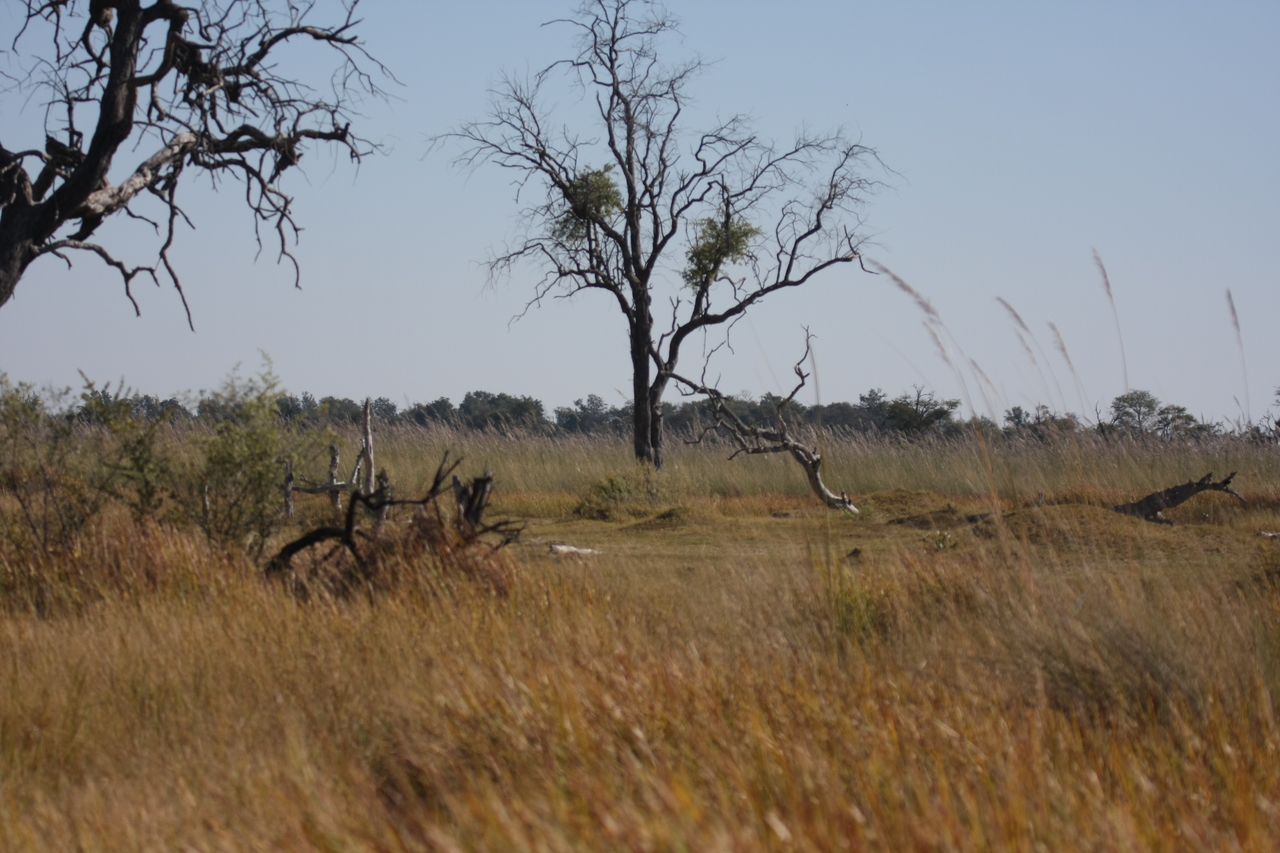[21174] 2016_06_29_03_54_20_Africa_Canon_EOS_40D_IMG__00144.jpg