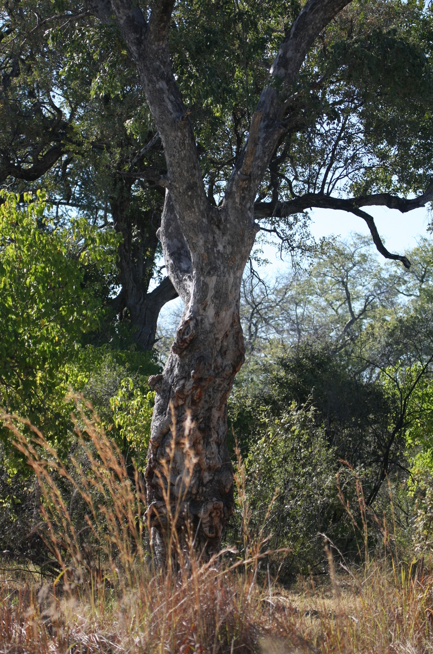 [21182] 2016_06_29_03_56_25_Africa_Canon_EOS_40D_IMG__00146.jpg