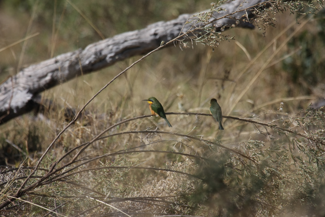 [21196] 2016_06_29_04_07_04_Africa_Canon_EOS_40D_IMG__03394.jpg