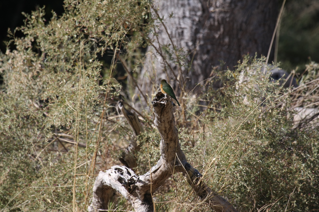 [21215] 2016_06_29_04_07_37_Africa_Canon_EOS_40D_IMG__00159.jpg