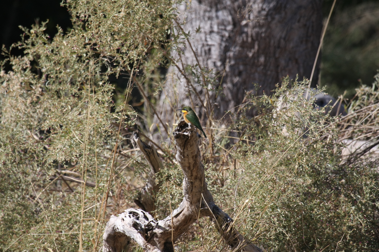 [21228] 2016_06_29_04_07_39_Africa_Canon_EOS_40D_IMG__10851.jpg