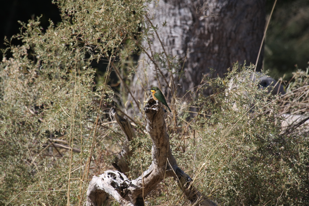 [21229] 2016_06_29_04_07_39_Africa_Canon_EOS_40D_IMG__10852.jpg