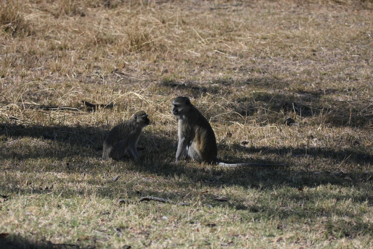 [21238] 2016_06_29_04_30_43_Africa_Canon_EOS_40D_IMG__03408.jpg
