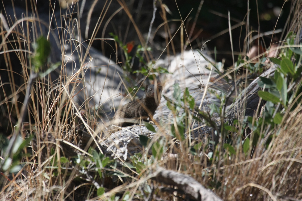 [21247] 2016_06_29_04_38_45_Africa_Canon_EOS_40D_IMG__00172.jpg