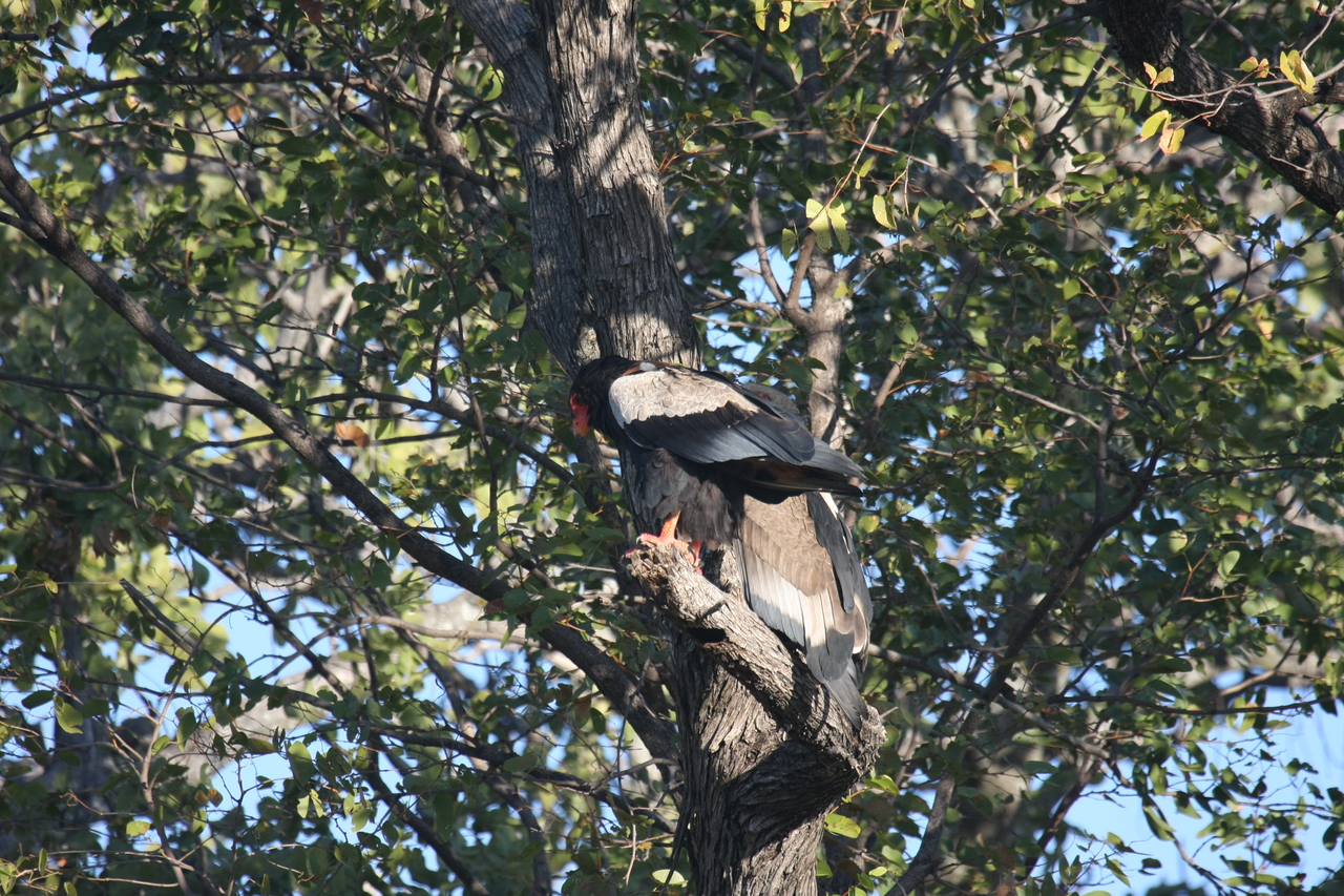 [21463] 2016_06_29_10_59_05_Africa_Canon_EOS_40D_IMG__10863.jpg