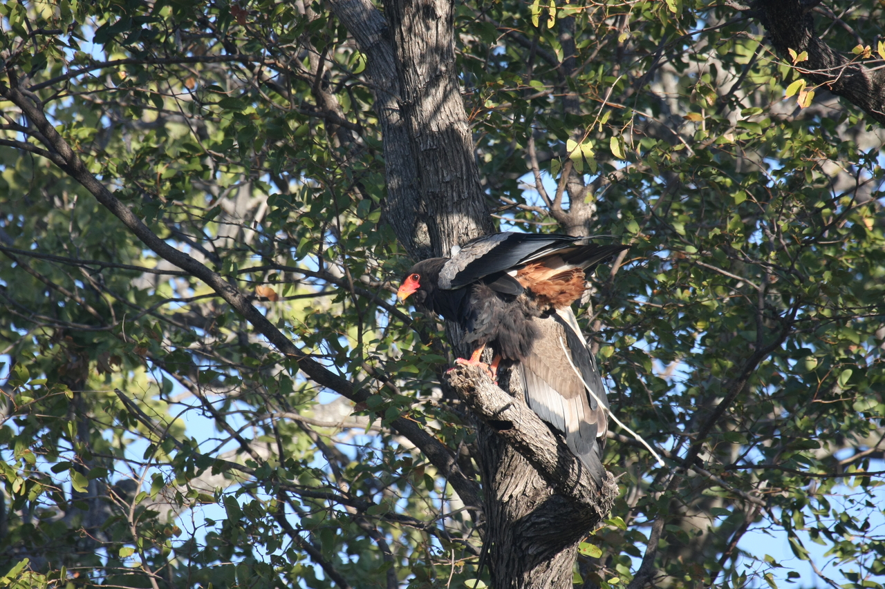 [21471] 2016_06_29_10_59_07_Africa_Canon_EOS_40D_IMG__00178.jpg