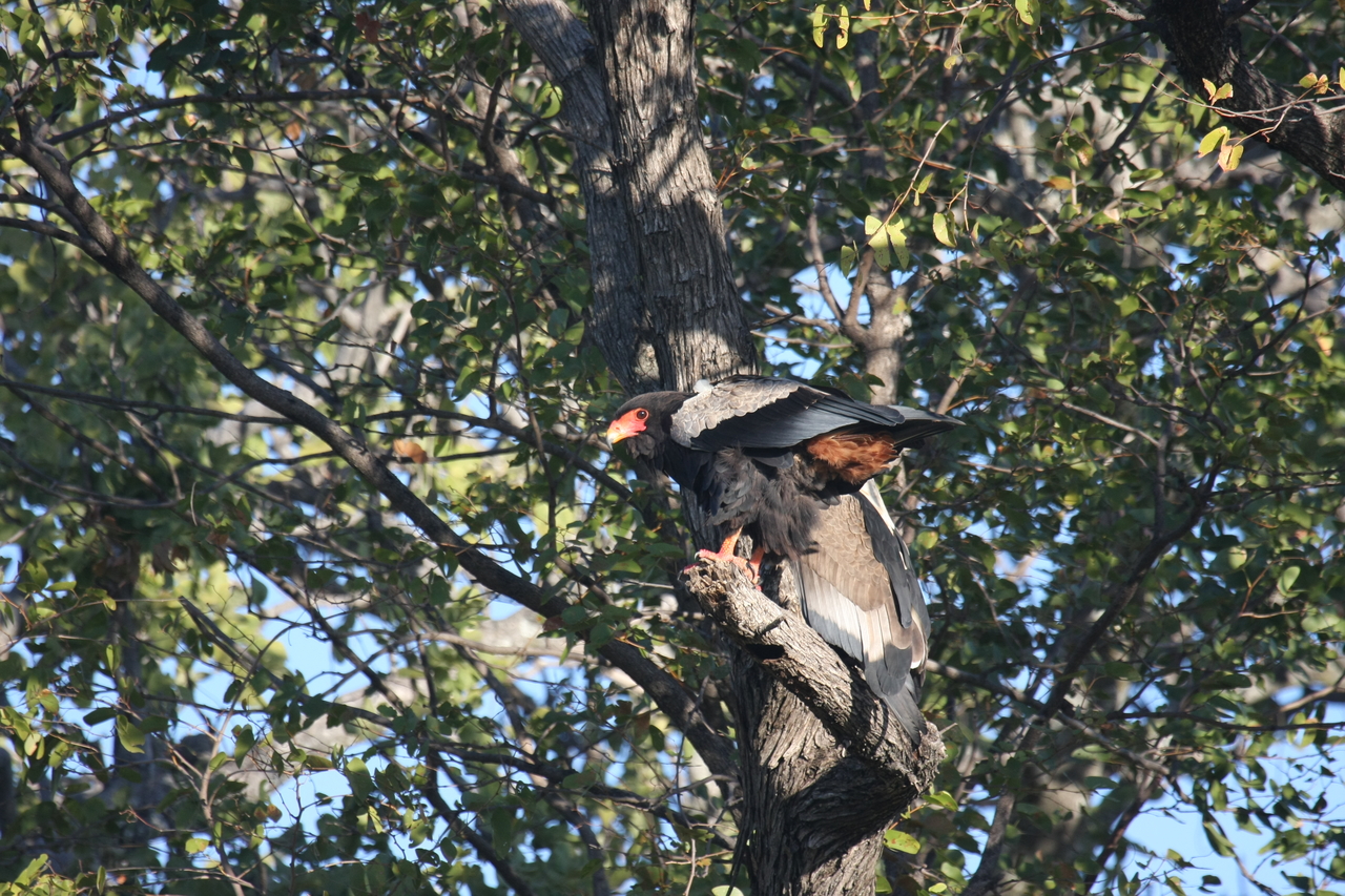 [21472] 2016_06_29_10_59_07_Africa_Canon_EOS_40D_IMG__00179.jpg