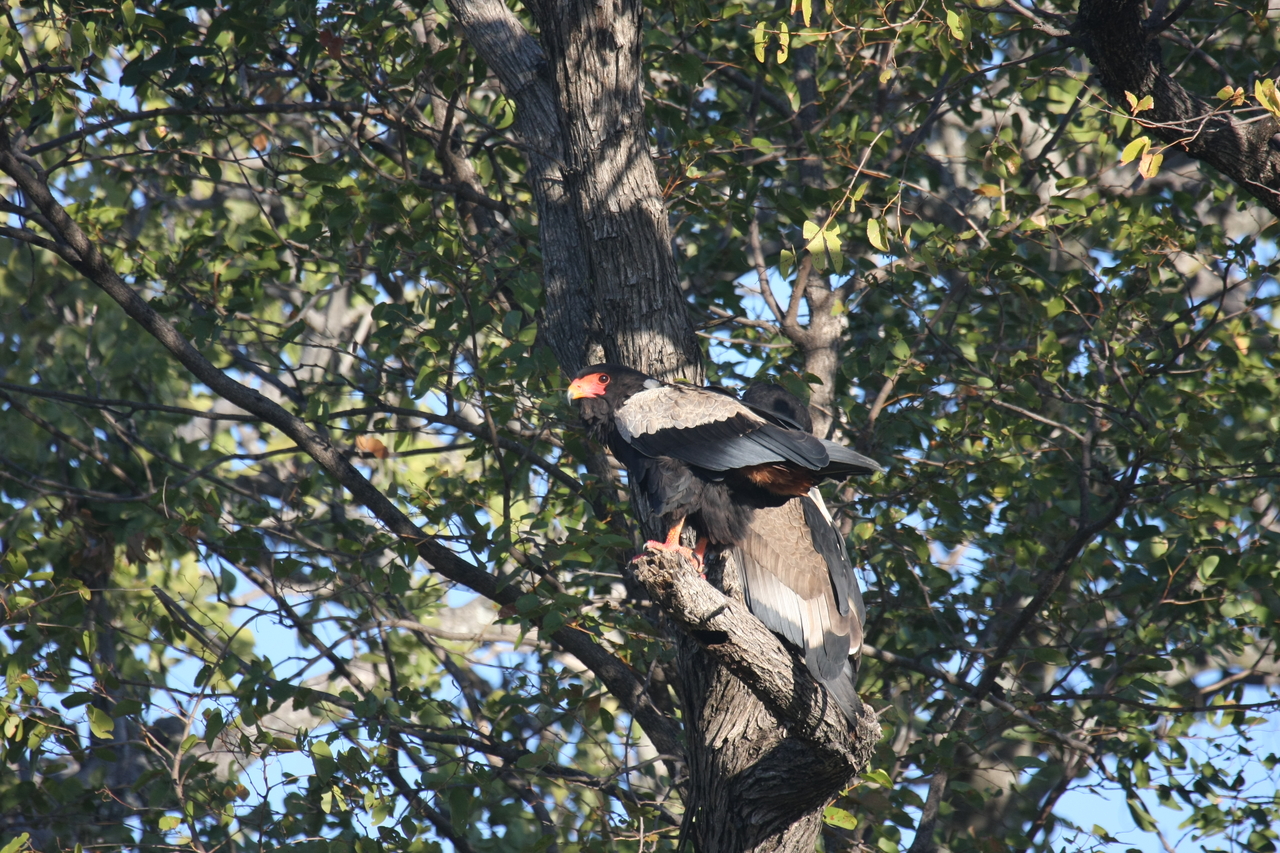 [21487] 2016_06_29_10_59_08_Africa_Canon_EOS_40D_IMG__10872.jpg