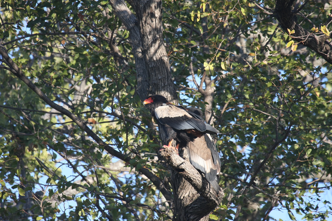 [21494] 2016_06_29_10_59_10_Africa_Canon_EOS_40D_IMG__03428.jpg