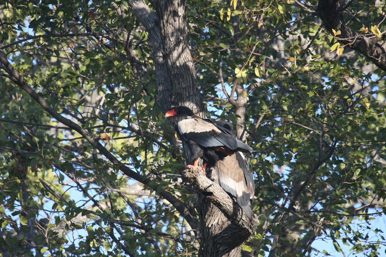 [21495] 2016_06_29_10_59_10_Africa_Canon_EOS_40D_IMG__03429.jpg