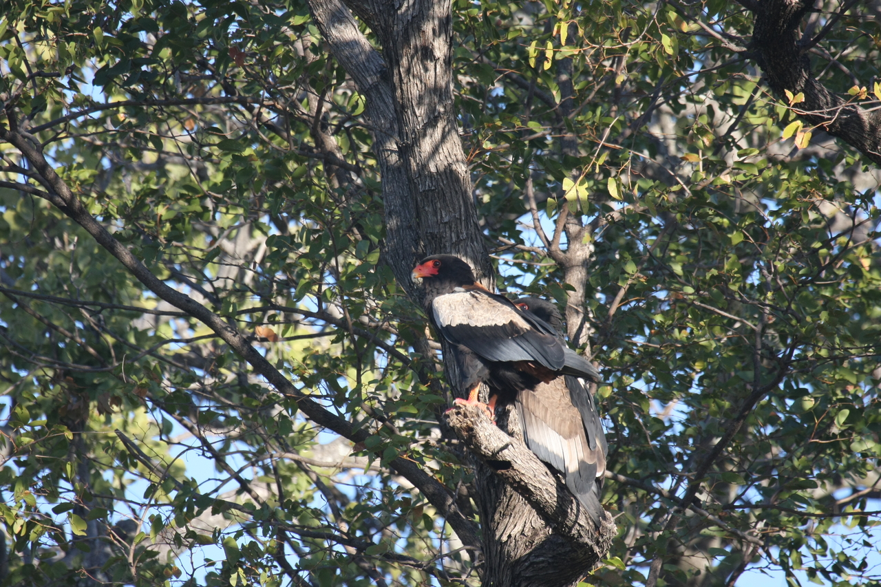 [21500] 2016_06_29_10_59_12_Africa_Canon_EOS_40D_IMG__10877.jpg
