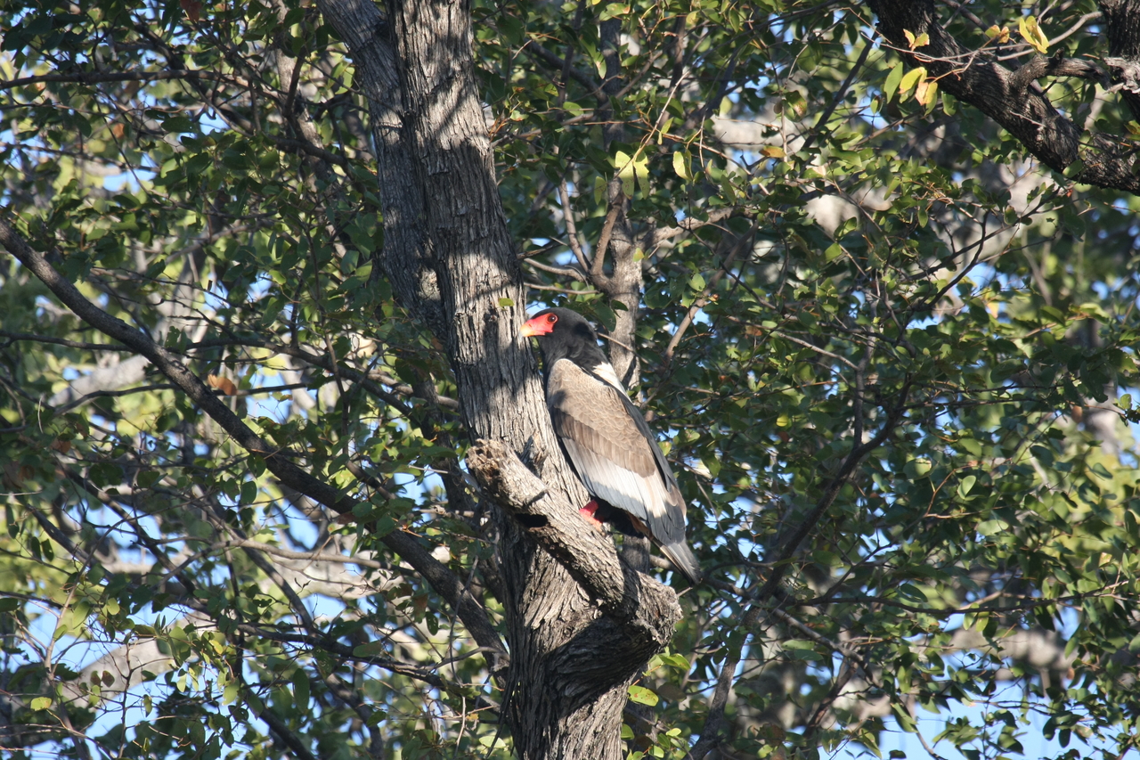 [21527] 2016_06_29_10_59_50_Africa_Canon_EOS_40D_IMG__10887.jpg