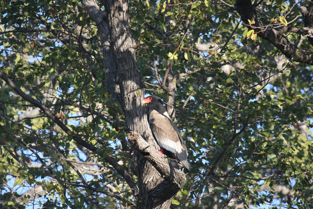 [21542] 2016_06_29_10_59_55_Africa_Canon_EOS_40D_IMG__10893.jpg