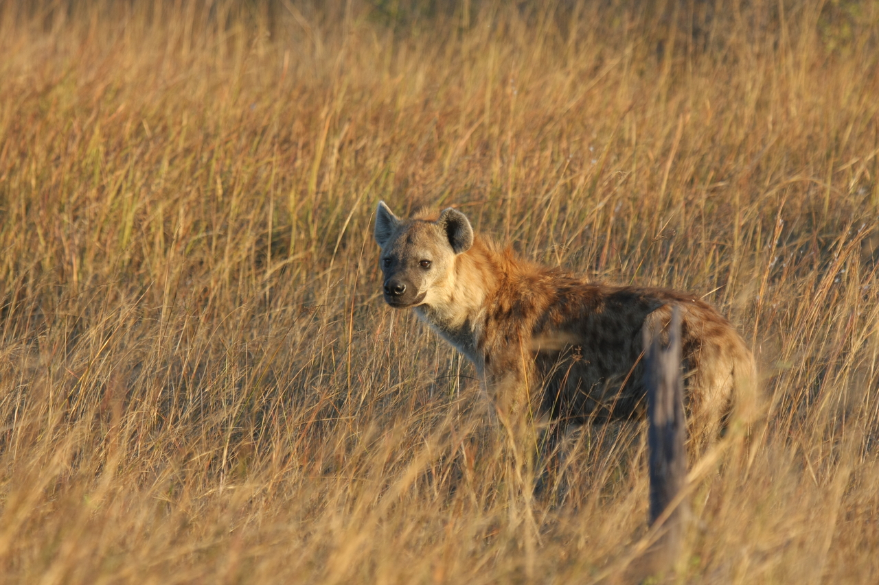 [21545] 2016_06_29_11_34_03_Africa_Canon_EOS_40D_IMG__10894.jpg