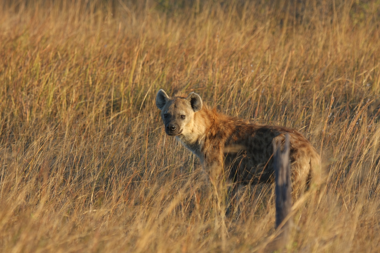 [21547] 2016_06_29_11_34_04_Africa_Canon_EOS_40D_IMG__00207.jpg