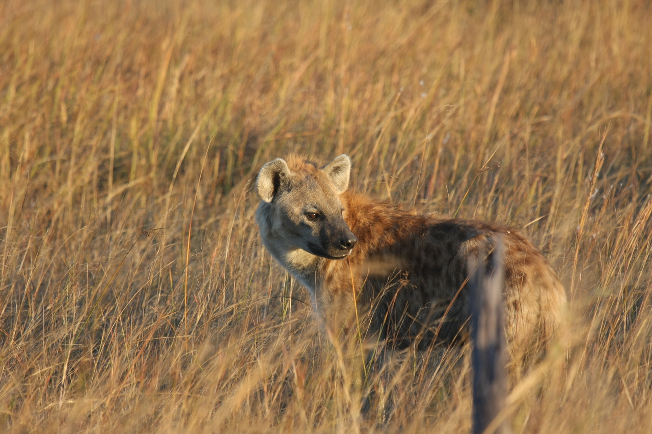 [21563] 2016_06_29_11_34_07_Africa_Canon_EOS_40D_IMG__03453.jpg