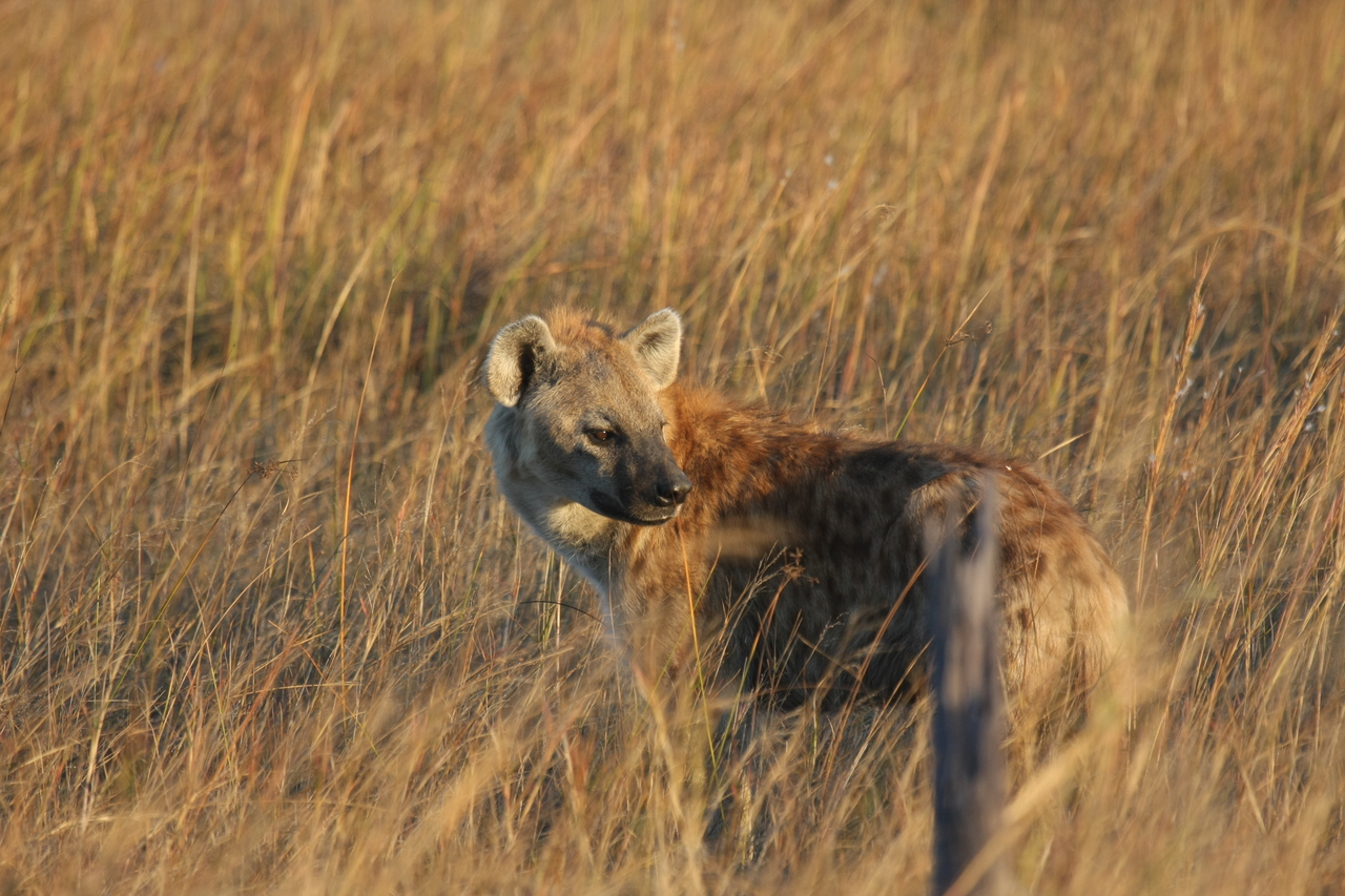 [21564] 2016_06_29_11_34_07_Africa_Canon_EOS_40D_IMG__03454.jpg