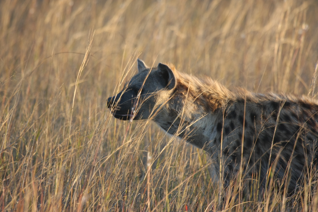[21572] 2016_06_29_11_34_31_Africa_Canon_EOS_40D_IMG__00217.jpg