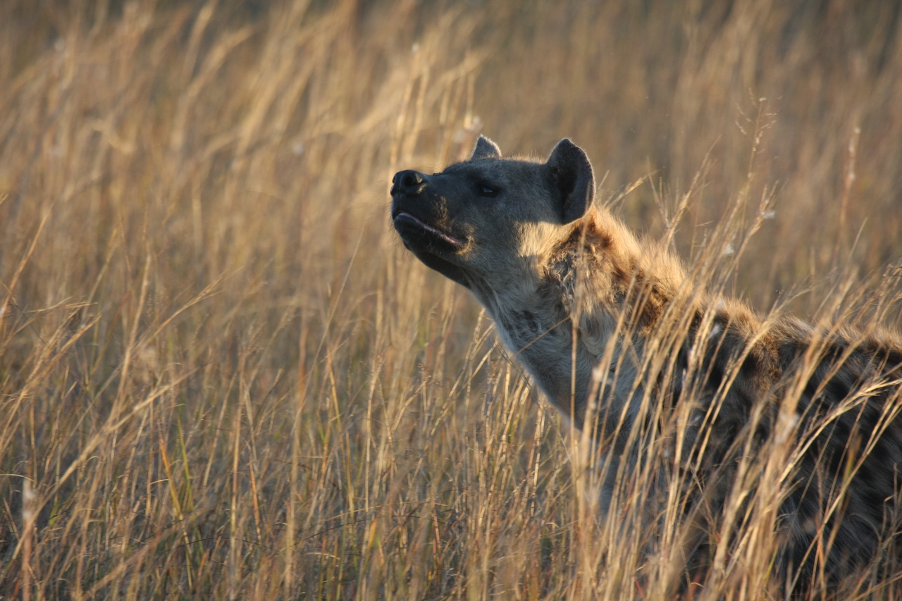 [21573] 2016_06_29_11_34_31_Africa_Canon_EOS_40D_IMG__03457.jpg