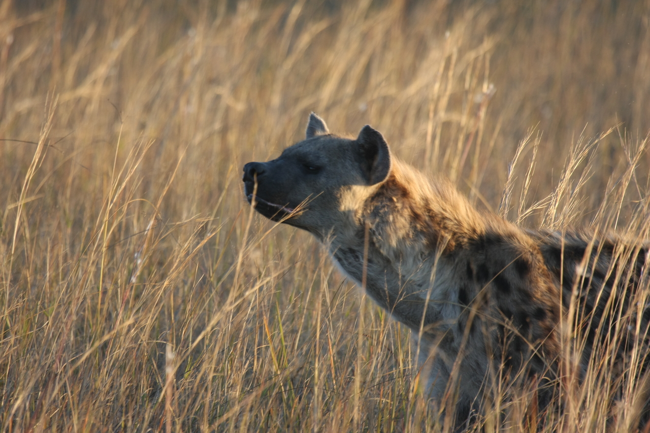 [21574] 2016_06_29_11_34_31_Africa_Canon_EOS_40D_IMG__03458.jpg