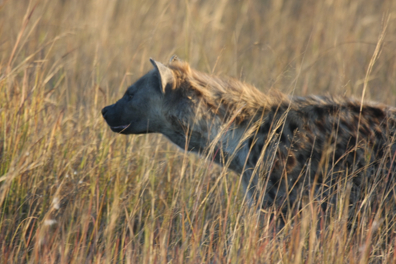 [21579] 2016_06_29_11_34_32_Africa_Canon_EOS_40D_IMG__00218.jpg