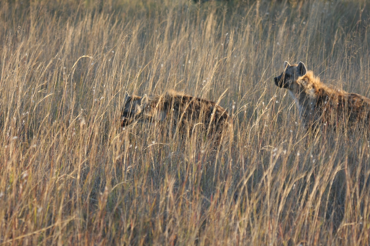 [21583] 2016_06_29_11_34_38_Africa_Canon_EOS_40D_IMG__00220.jpg