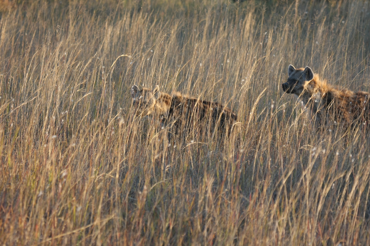 [21584] 2016_06_29_11_34_38_Africa_Canon_EOS_40D_IMG__00221.jpg