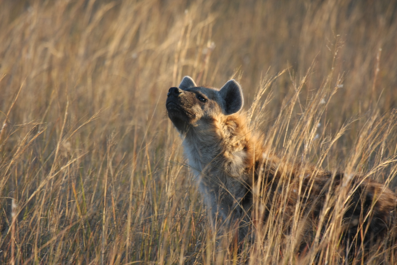 [21600] 2016_06_29_11_34_44_Africa_Canon_EOS_40D_IMG__00227.jpg