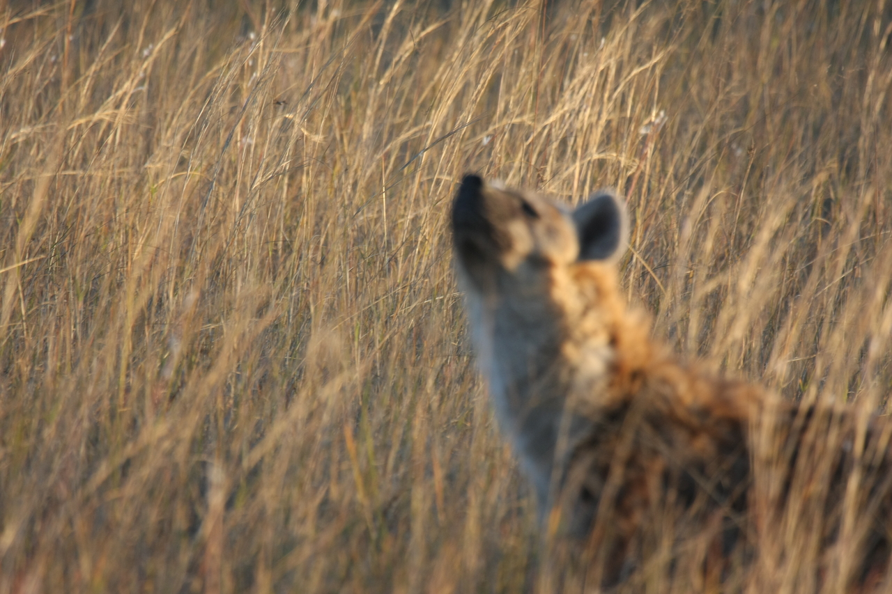 [21601] 2016_06_29_11_34_44_Africa_Canon_EOS_40D_IMG__00228.jpg