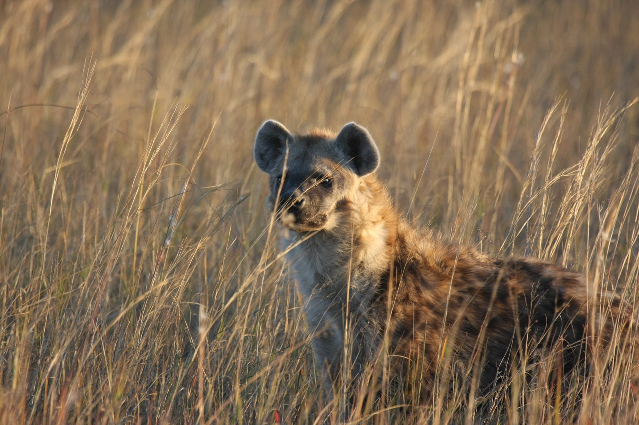 [21622] 2016_06_29_11_34_47_Africa_Canon_EOS_40D_IMG__03476.jpg