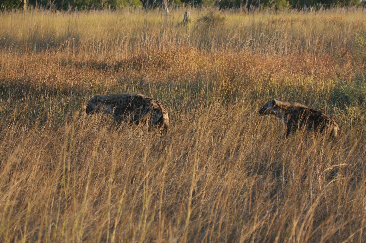 [21637] 2016_06_29_11_34_57_Africa_Canon_EOS_40D_IMG__00241.jpg