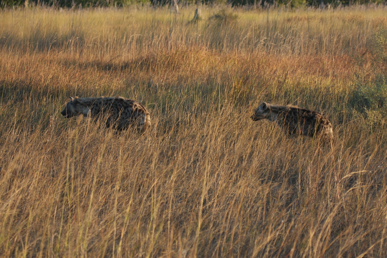 [21638] 2016_06_29_11_34_57_Africa_Canon_EOS_40D_IMG__00242.jpg