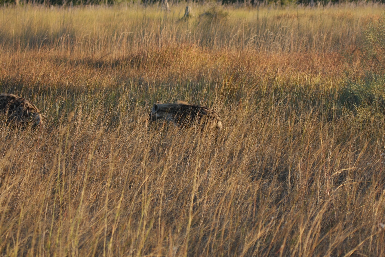 [21655] 2016_06_29_11_34_59_Africa_Canon_EOS_40D_IMG__03488.jpg