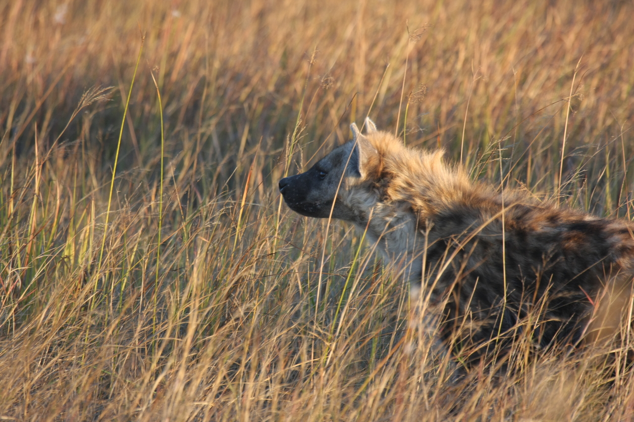 [21668] 2016_06_29_11_35_08_Africa_Canon_EOS_40D_IMG__10940.jpg