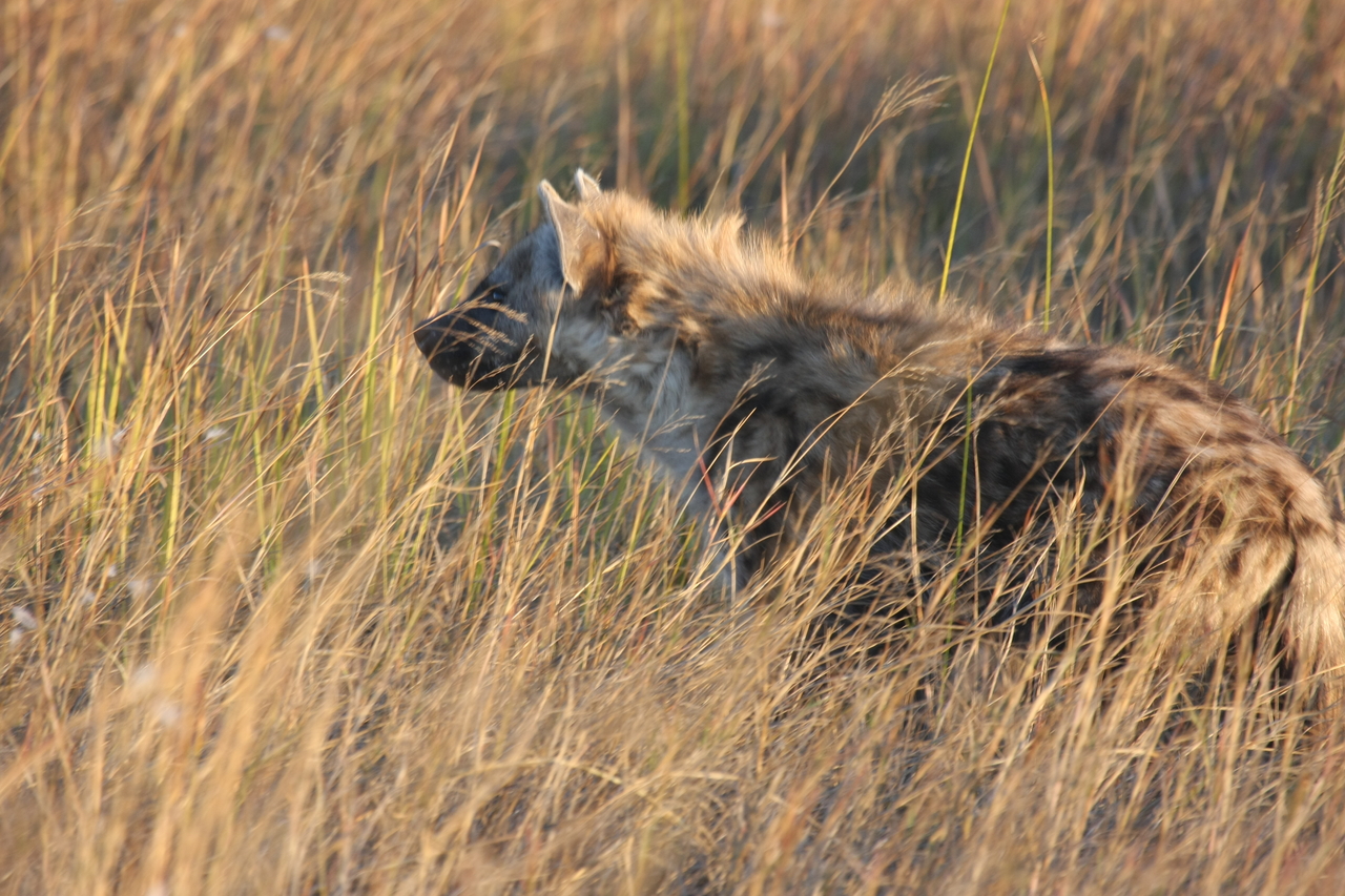 [21677] 2016_06_29_11_35_09_Africa_Canon_EOS_40D_IMG__10943.jpg